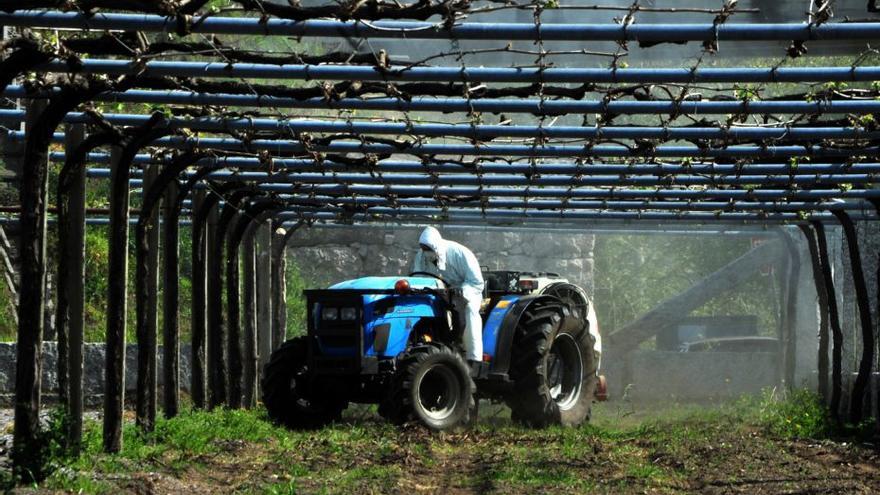 Aconsejan iniciar los tratamientos del viñedo por el regreso de la lluvia