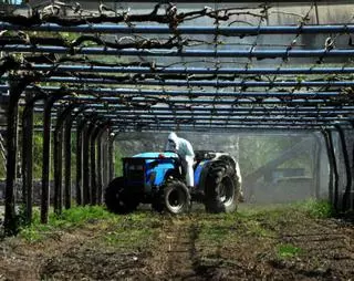 Aconsejan iniciar los tratamientos del viñedo por el regreso de la lluvia