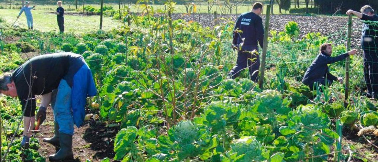 Personas trabajando en la huerta ecológica de Pruvia.