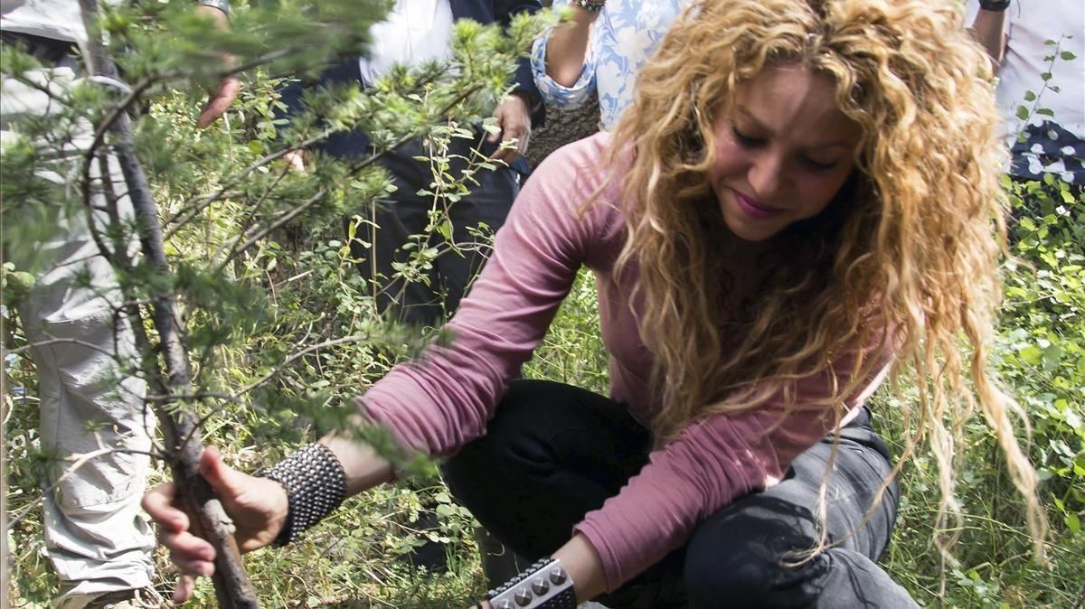 Shakira planta un árbol en la reserva de cedros de Tannurin, en Líbano.