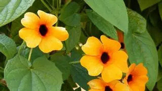 Ojo de poeta: la planta que llenará tu balcón de flores esta primavera