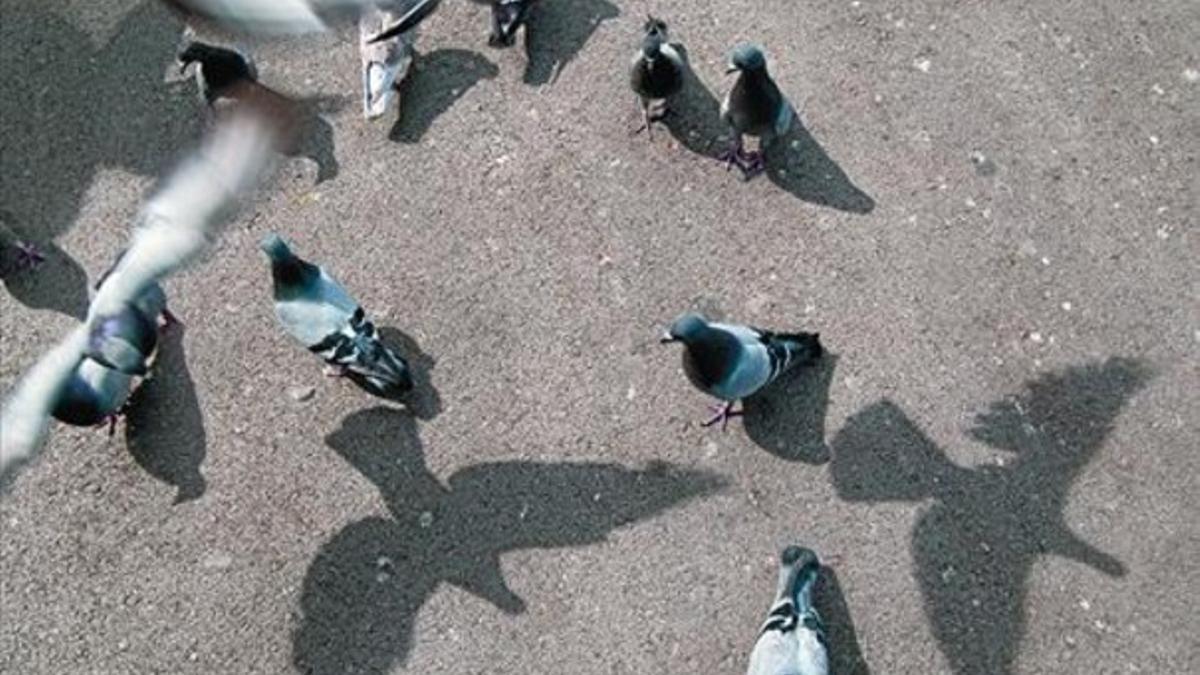 Una bandada de palomas en la plaza de Catalunya, ayer.