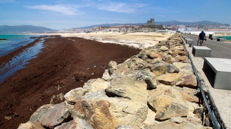 Un alga invasora asiática se apodera de las playas españolas