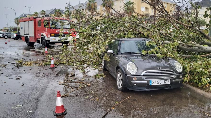 Al menos media docena de vehículos dañados por caídas de árboles y ramas en Badajoz