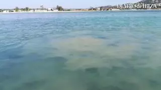El antiguo emisario expulsa aguas fecales durante dos días en Talamanca