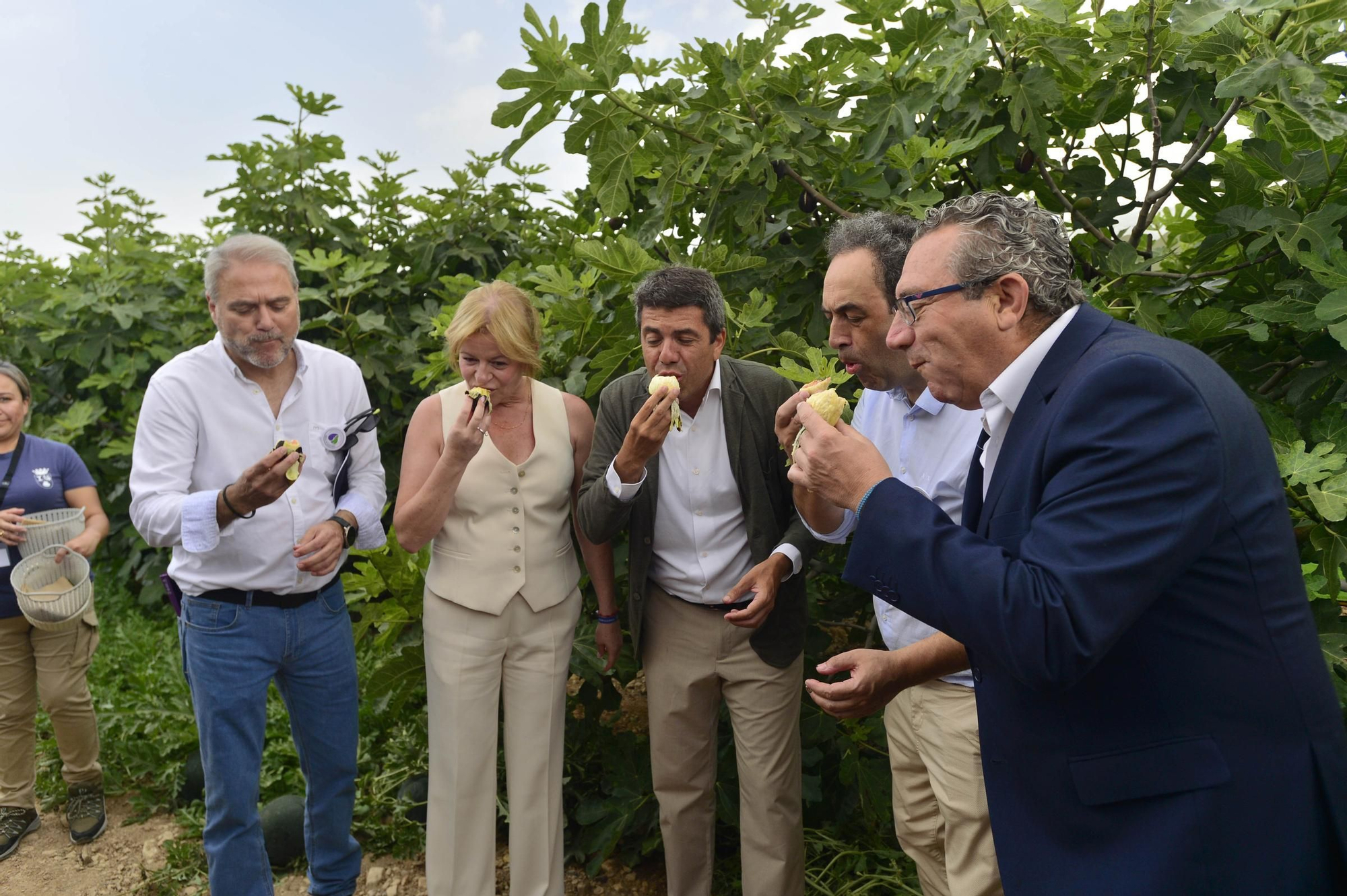 Acto simbólico del arranque de la campaña de breva colar de Albatera