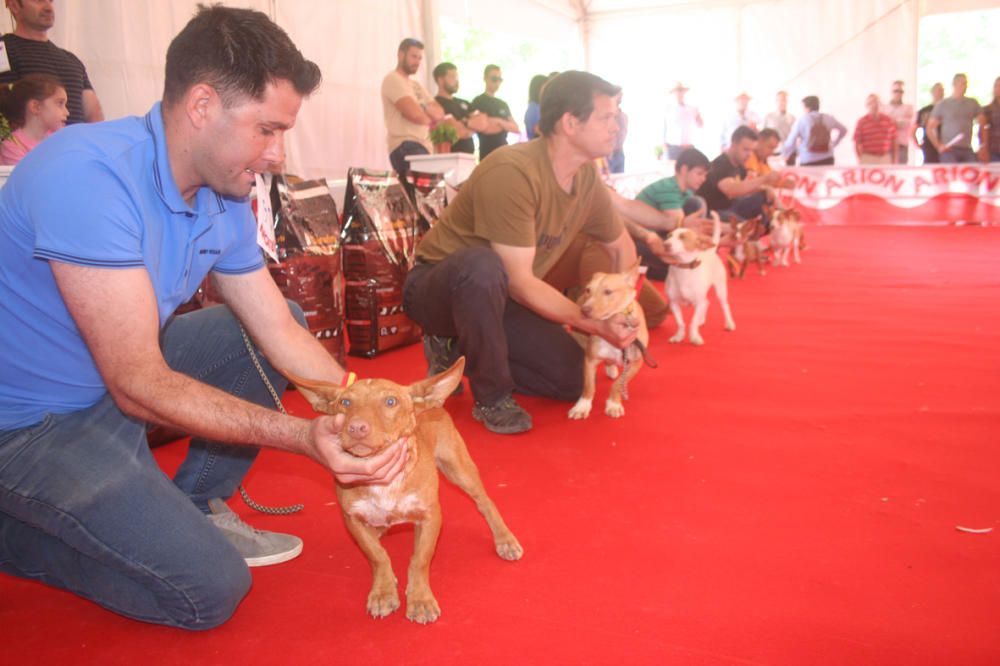 Feria del Perro de Archidona de 2018