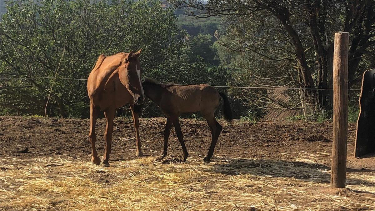 Dos de los caballos incautados en Vilanova del Vallès.