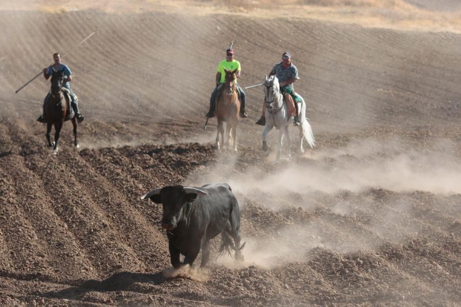 Fiestas en Zamora: Encierro en El Pego