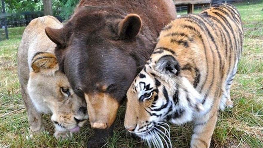 Un tigre, un oso y un león como hermanos