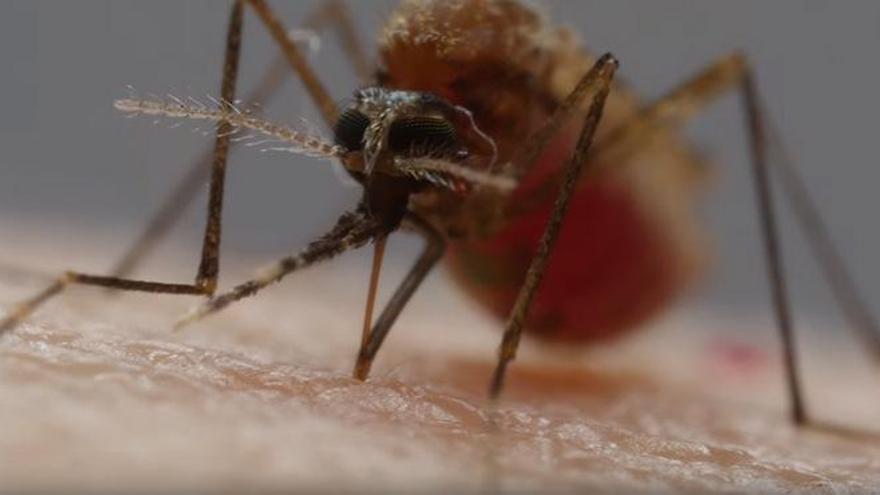 La picadura de un mosquito como nunca la habías visto