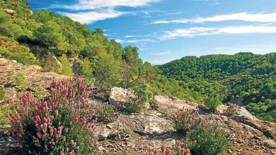 Campos de Ibiza. Estas plantas se pueden encontrar mientras paseamos por los campos  ibicencos.