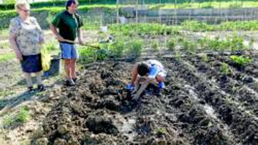 Cultivando en Ranillas