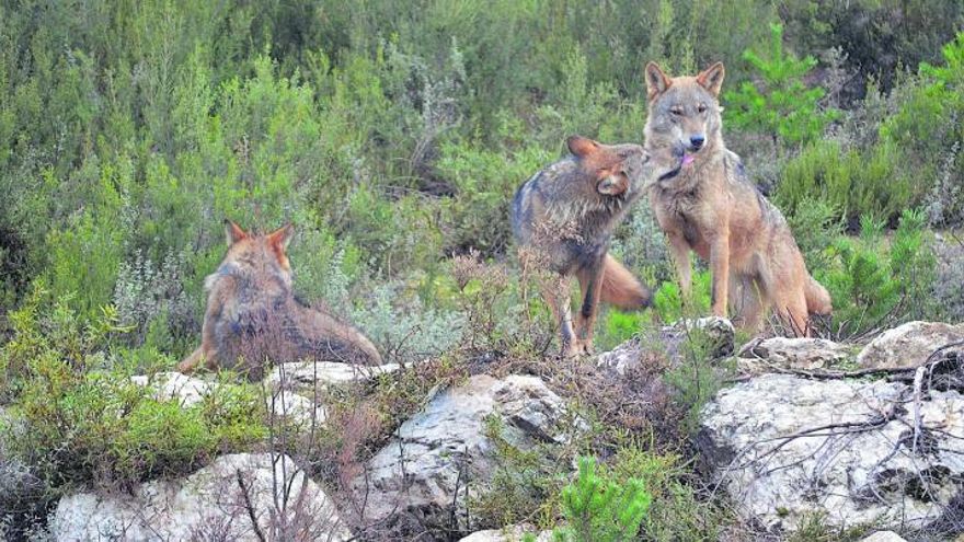 Ejemplares de lobo en Castilla y León. | // JUAN A. ARDURA