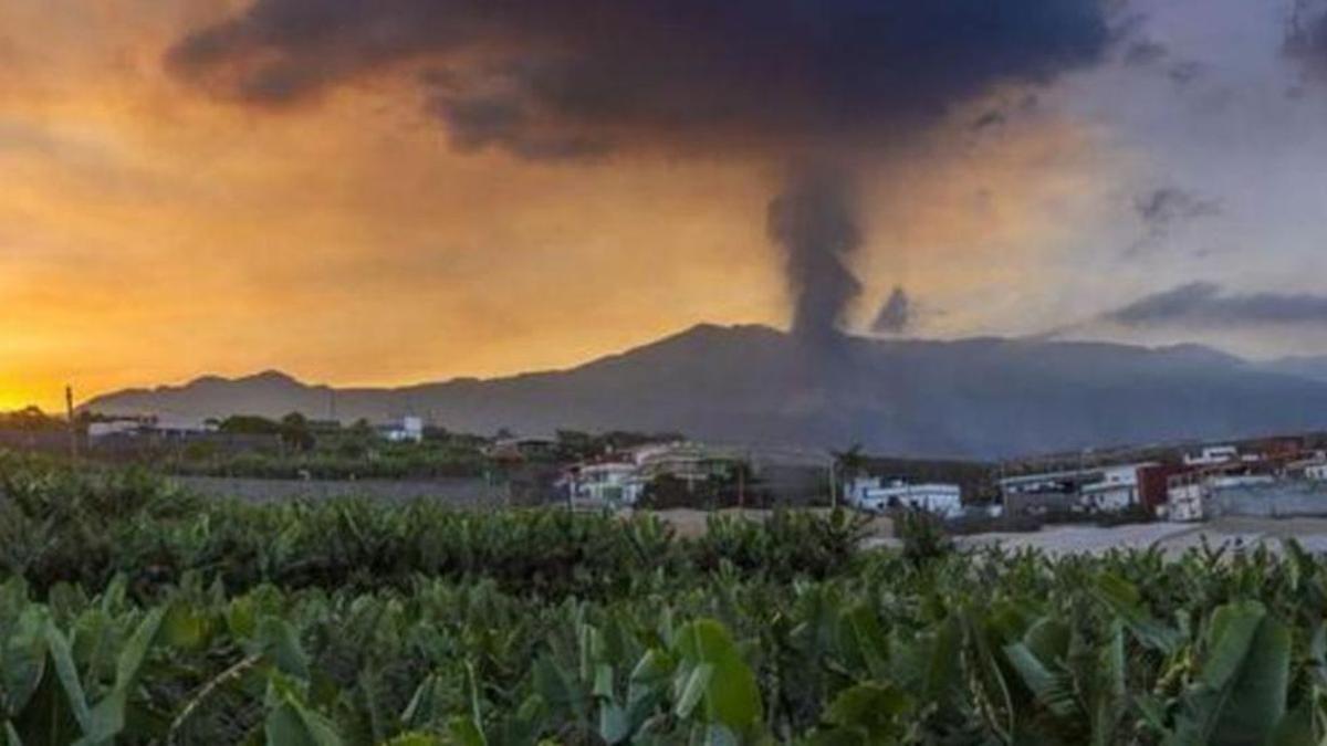 Finca de plataneras con el volcán de La Palma activo, al fondo, en una imagen de archivo.