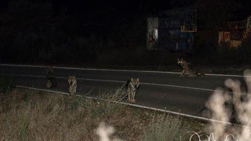 Lobos sentados en la carretera