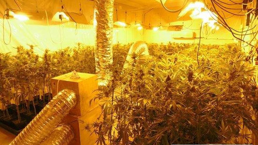 Imatge de la plantació de marihuana descoberta a Figueres