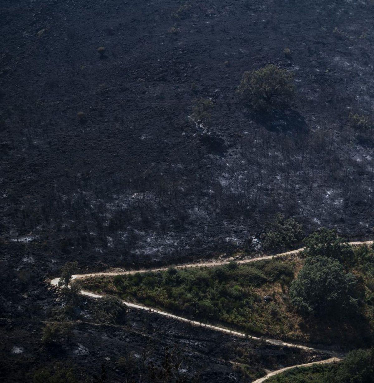 "El foc era a quatre metres de les meves vaques" "El foc era a quatre metres de les meves vaques"