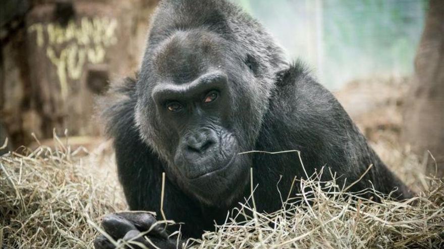 Colo, la gorila más longeva en cautividad, fallece a los 60 años