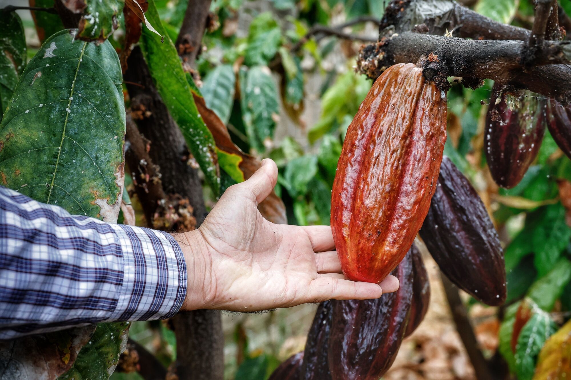 Finca de cacao en Valle de Guerra