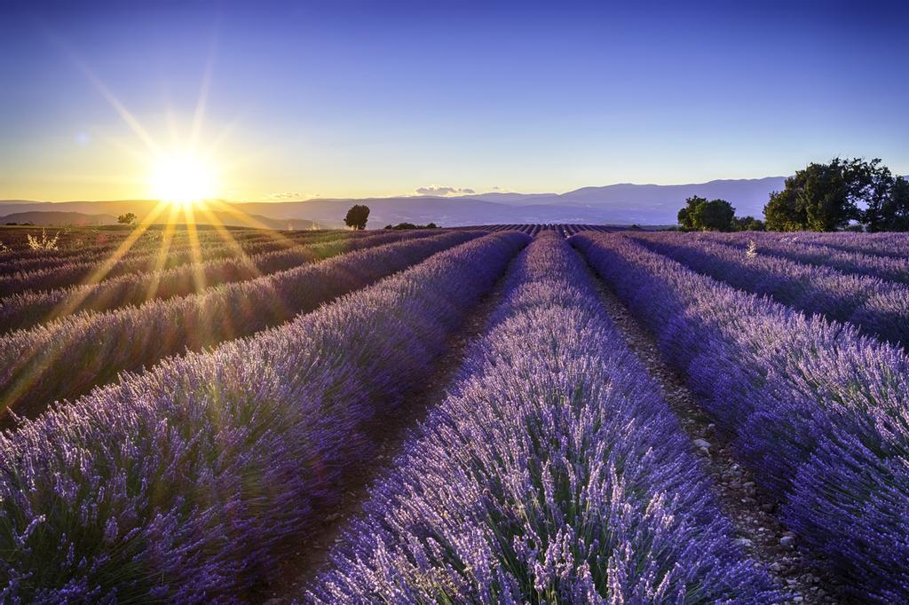 Los campos de lavanda son relajantes, ¿no?