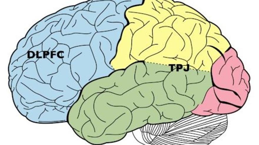 El córtex prefrontal dorsolateral (DLPFC) y la unión temporoparietal (TPJ): las áreas cerebrales que intervienen en la toma de decisiones sobre el castigo.