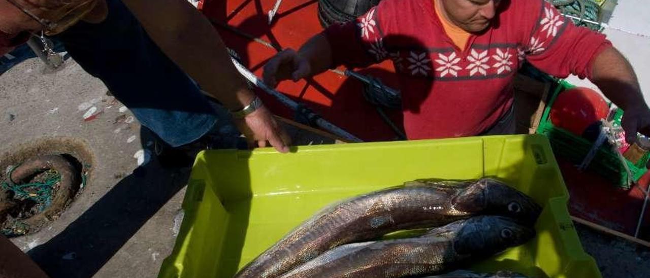 Dos marineros descargan cajas de merluza en la rula de Avilés.