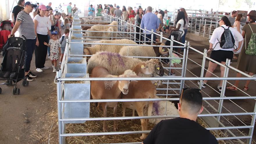 La Muestra de Uga enseña el empuje del sector primario insular