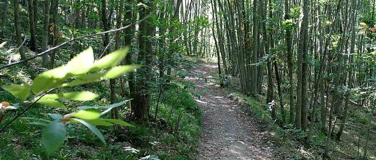 Bosque de castaños en Redes.