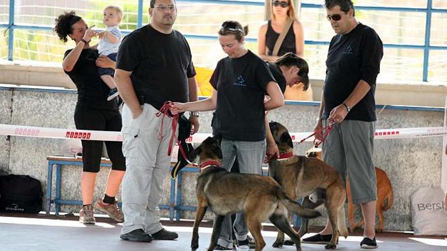 El polideportivo de El Toscar acoge un concurso popular en el que participan más de 40 perros.