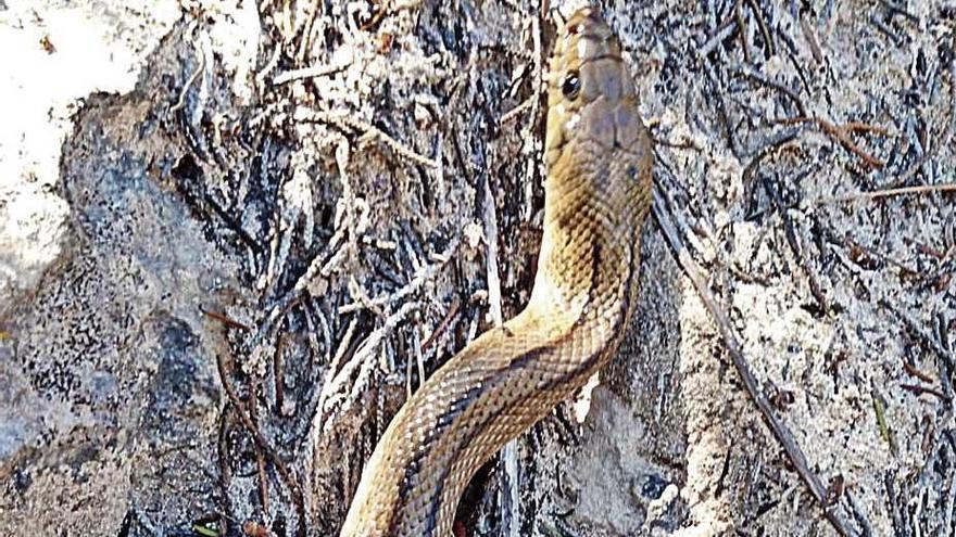 Capturadas más  de 700 serpientes  en las Pitiusas  en cuatro meses