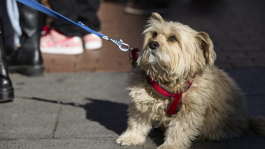 ¿Cuánto cuestan las cacas de perro sin recoger en las calles de Zaragoza?