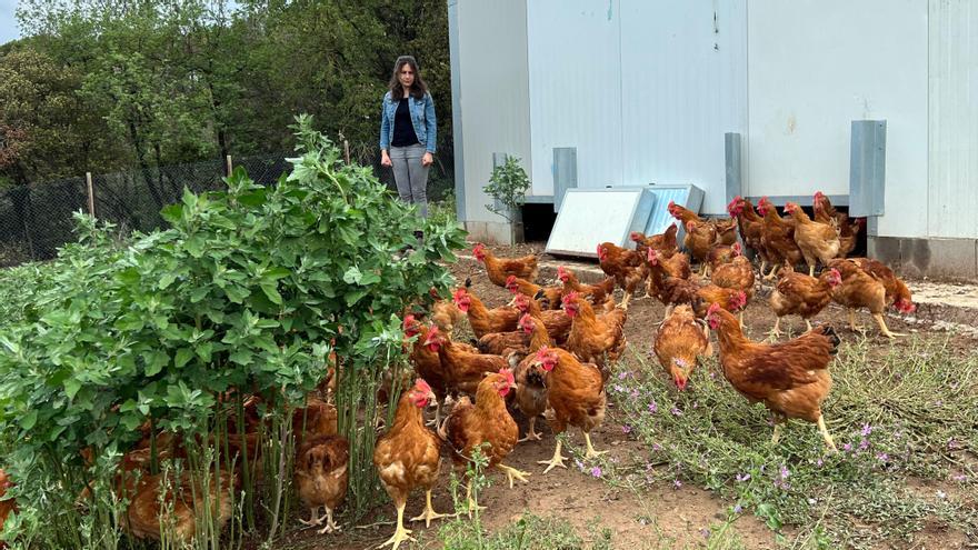 Niu Verd es dedica a la cria i venda de pollastres ecològics des de les seves instal·lacions a Sant Feliu Sasserra