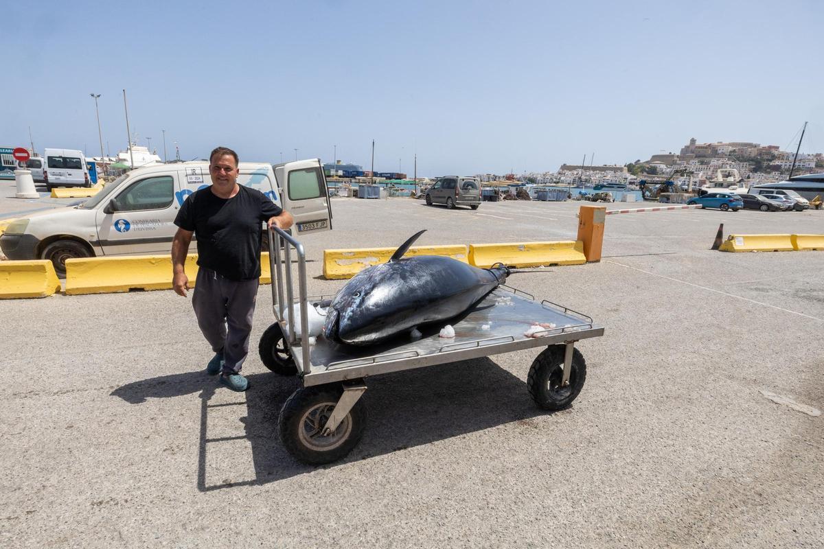 Jaume Coll con el ejemplar de 285 kilos en la Cofradía de Ibiza.