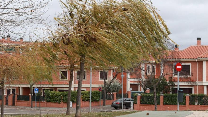 Árboles zarandeados por el viento en la capital