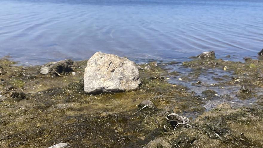 Los lodos de la ribera sur del Mar Menor se reducen un 40% en dos años