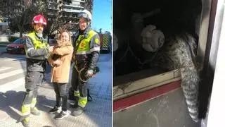 Milagro en Valencia: los bomberos rescatan a un gato con vida una semana después del incendio