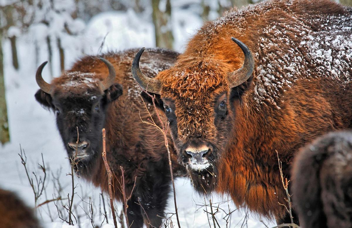 Bisontes en los bosques de Polonia