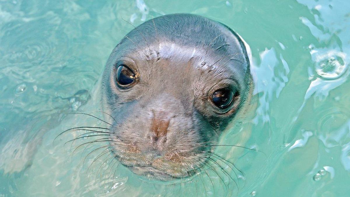 Matan de un arponazo a la foca monje más emblemática del Mediterráneo