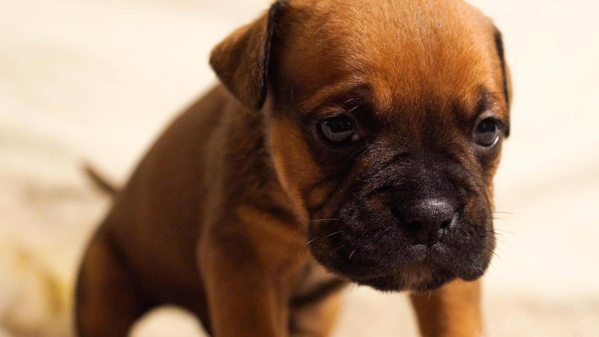 El estornudo inverso se da sobre todo en los perros pequeños.