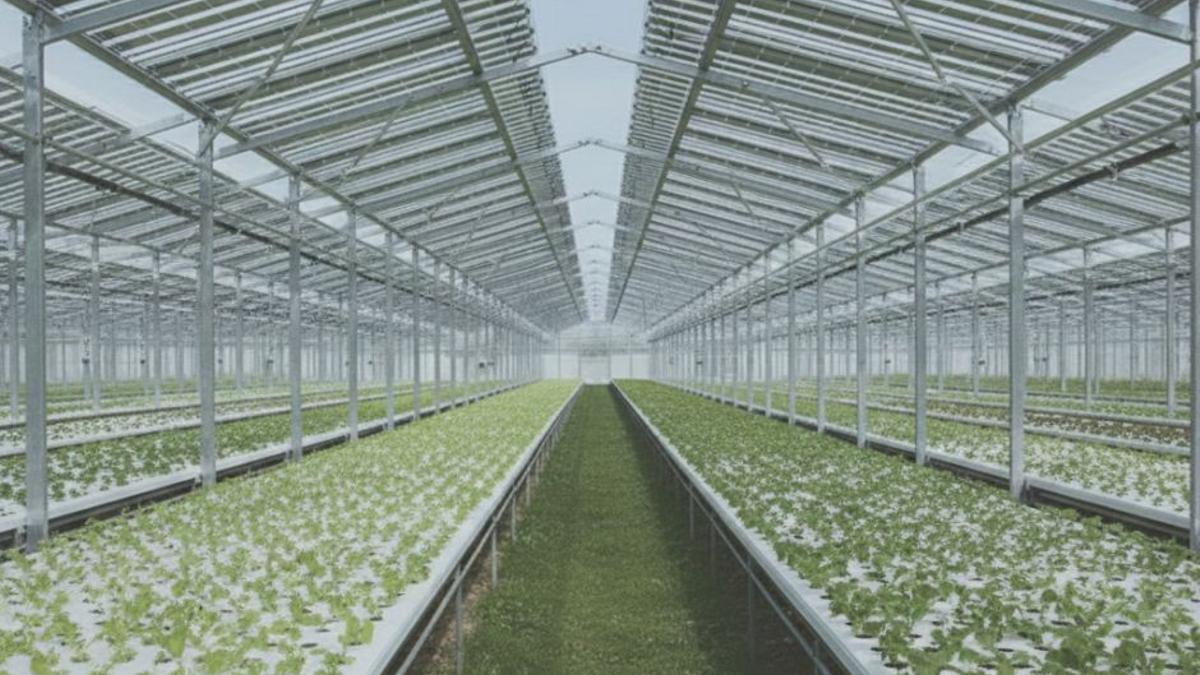 Simulación de cómo sería un invernadero con energía solar del proyecto AgriVolt Insight.