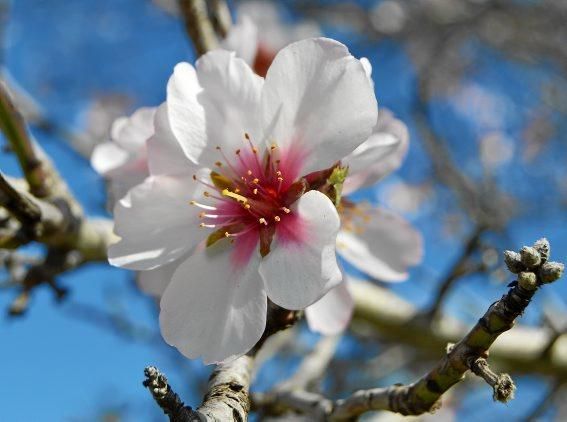 Mandelblüte, fotografiert von Sophia Lukaszczyk.