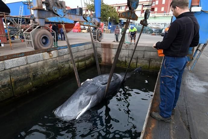 14/03/2019 TALIARTE. TELDE. Recogida del cachalote varado en la costa de Telde.   Fotografa: YAIZA SOCORRO.