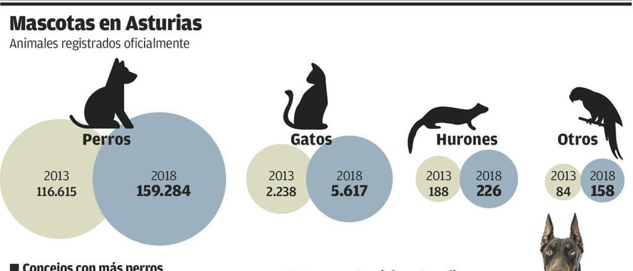 Asturias tiene 160.000 perros registrados, el doble de vecinos que hay en Avilés