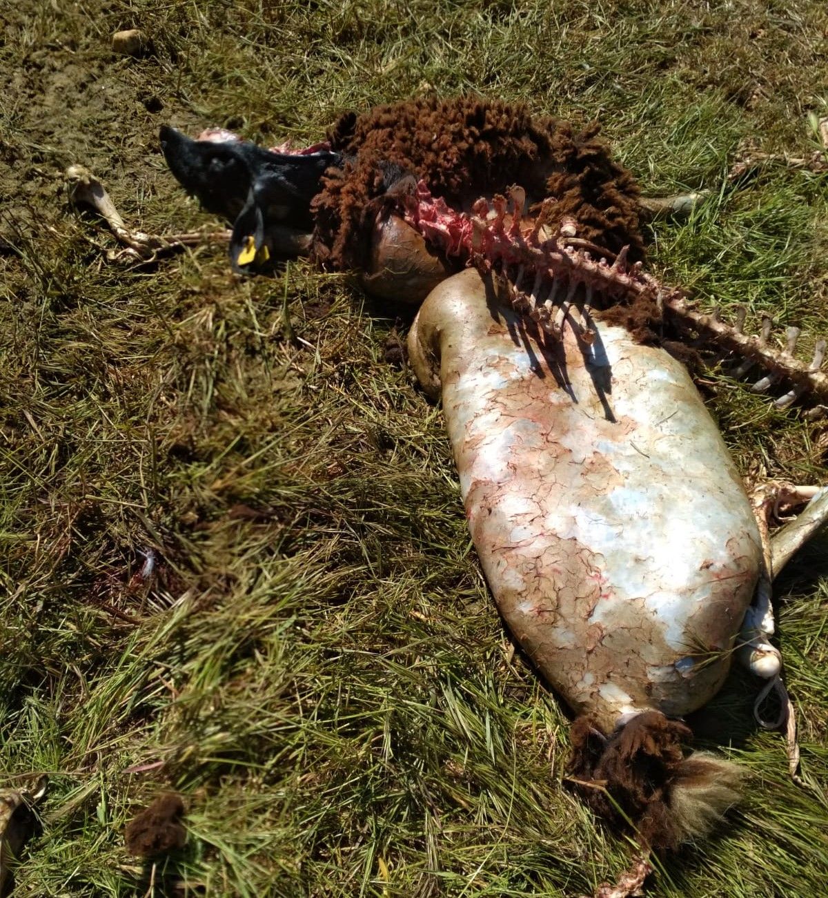 Restos de una oveja muerta en la explotación de El Cubo del Vino tras el ataque del lobo.