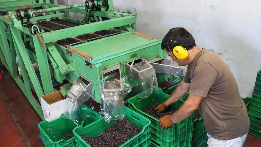 La uva pasa de Málaga, en peligro: se prevé una caída en su producción del 30%