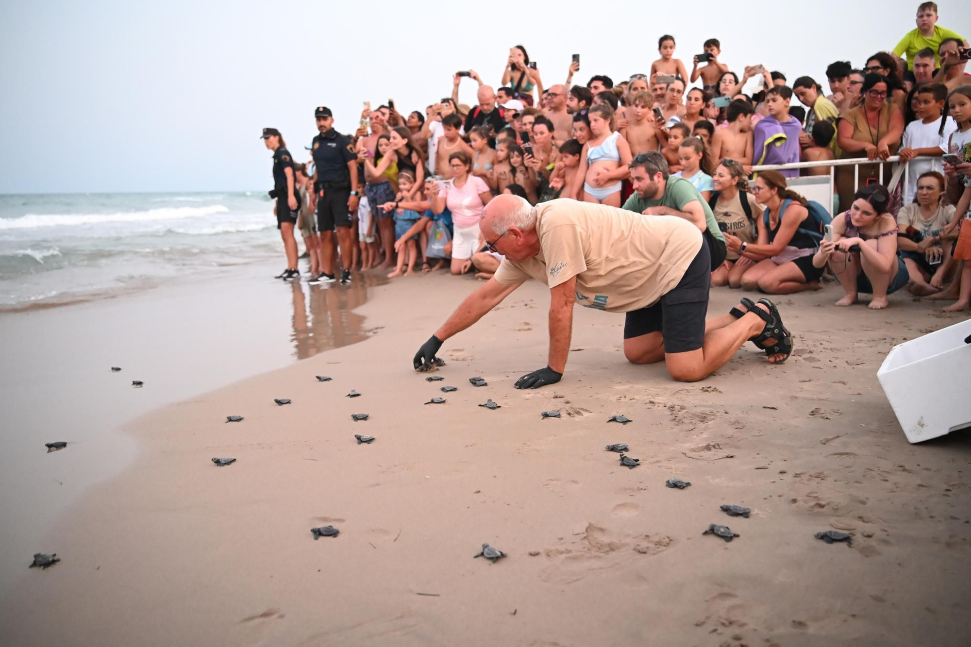 Gran expectación en Arenales del Sol por la suelta de 57 tortugas bobas recién nacidas