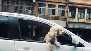 Las ciudades de España más "dog-friendly" o mejores para viajar con tu perro