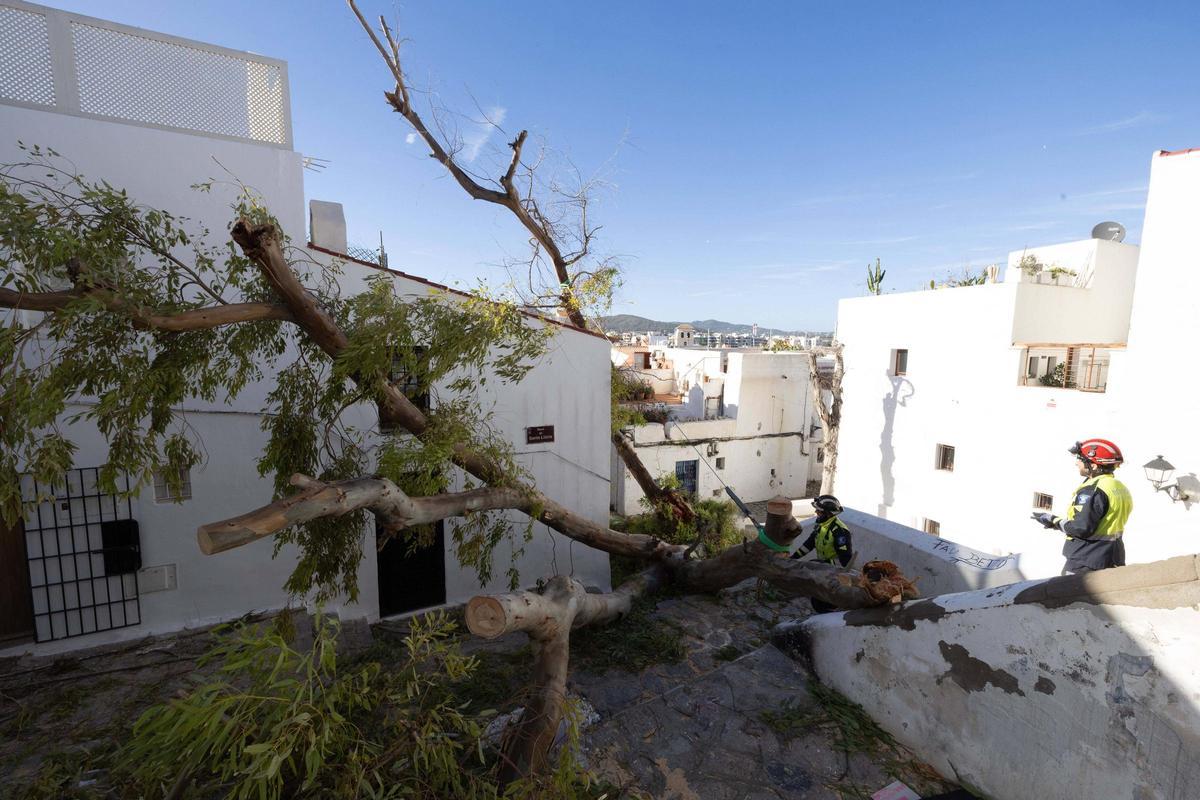 Un árbol cae sobre una casa y deja a sus ocupantes encerrados.