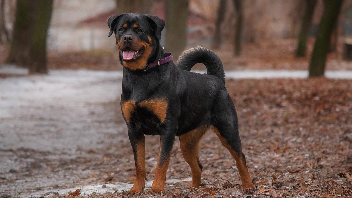 Rottweiler: una de las razas de perros más exclusivas